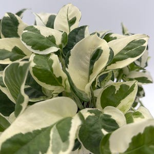 Pothos Pearls & Jade 6" pot
