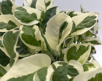 Pothos Pearls & Jade 6" pot