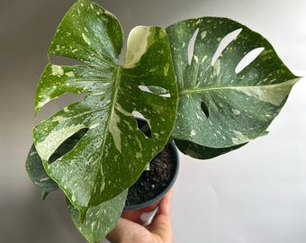 Monstera Thai Constellation 6” pot