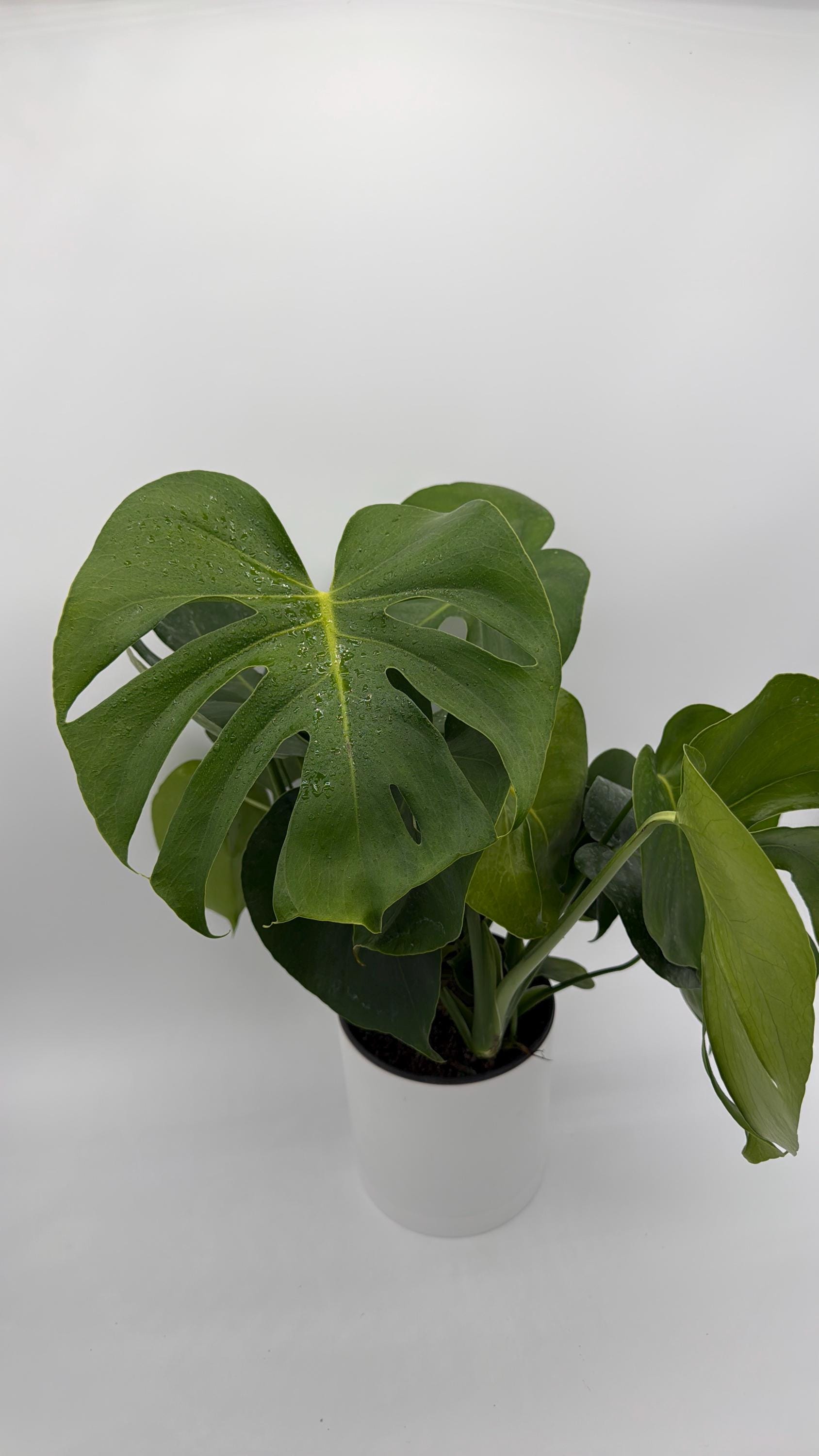 Monstera Deliciosa Plant | 6 Inch Pot, Tropical Houseplant - Etsy