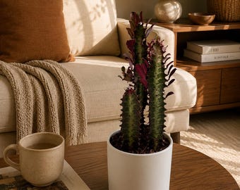 Euphorbia Red Trigona 4" pot House Plant Vibrant Red