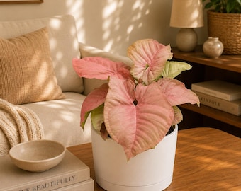 Syngonium Neon Pink 6” pot