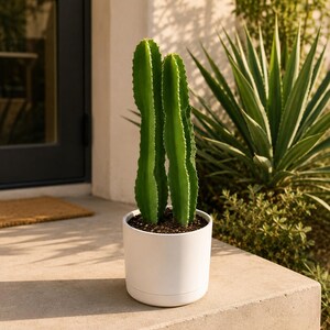 Xl Euphorbia Candelabra Live Succulent Tree – 10” Pot, Architectural African Cactus-Like Plant for Indoor & Outdoor Decor