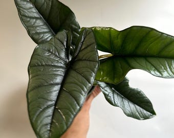 Alocasia Platinum 4" pot