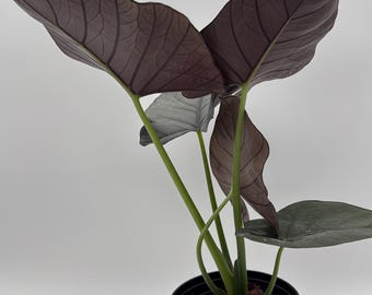 Alocasia Blizzard – Snowy White Foliage - Extra Variagation - 6