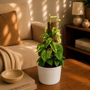 May include: A variegated pothos plant with green and yellow heart-shaped leaves climbing up a dark brown cylindrical moss pole, potted in a simple white ceramic container. The plant features multiple stems secured to the support structure.