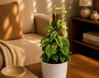Variegated Cebu Blue Pothos Totem Pole 6" pot Plant - Easy to Care For, Beautiful Green Leaves, Purifies Air, Houseplant, United States Orig