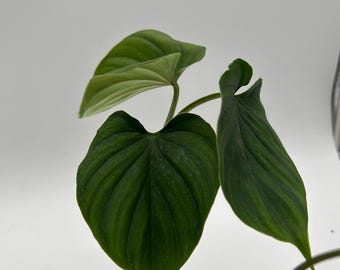 Philodendron Plowmanii Black Face - Etsy