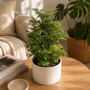 Aralia Ming Stump Plant 6" pot pre Bonsai-Like Indoor Houseplant