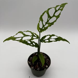 Philodendron Obliqua - Etsy
