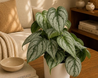 Philodendron Brandi 4” pot