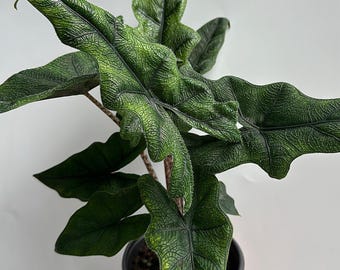Alocasia Jacklyn 4" pot