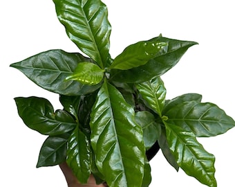 Coffee Plant Arabica 6" pot