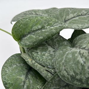 May include: Close-up of a houseplant with large, heart-shaped leaves. The leaves are a deep green color with a mottled pattern of lighter green and silver. The plant has a lush, full appearance, and the background is white.