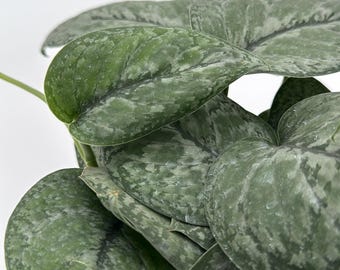 Scindapsus Pictus 'Mount Salak' - Silver Variegated Pothos, 6" Pot