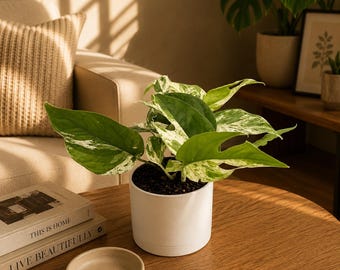 Epipremnum Pinnatum Marble Flame - Rare Collector's Plant, 4" Pot