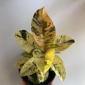 May include: A close-up shot of a variegated rubber plant in a black pot. The leaves display a mix of colors, including yellow, green, and peach. The plant has large, oval-shaped leaves with a speckled pattern. The plant is a houseplant.
