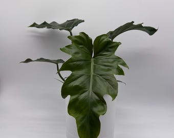Philodendron Mayoi 6" pot Rare Tropical House Plant with Unique Colored Leaves for Indoor Home Decoration