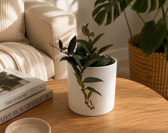 Hoya Rosita Pet-Safe indoorplant 4" pot