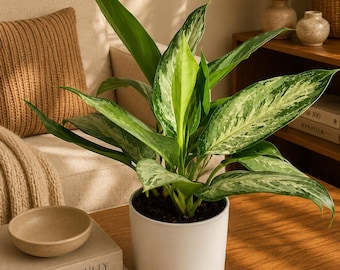 Aglaonema Silverado 6" Pot low light plant