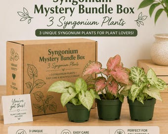 Syngonium Plant Bundle Box: 3 Easy-Care Plants in 4" Pots