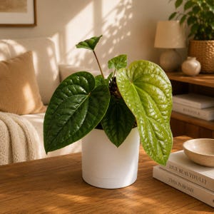 Anthurium Radican x Luxurians 6” pot- Beginner-Friendly Unique Tropical House Plant