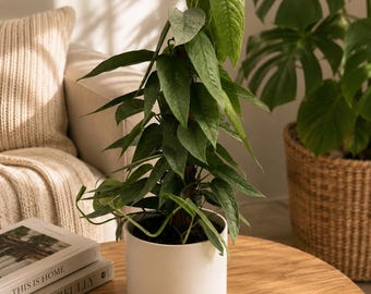 Xl Cebu Blue Pothos Totem Pole 6" pot Plant - Easy to Care For
