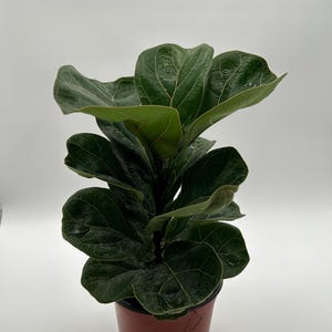 May include: A Fiddle Leaf Fig plant in a brown plastic pot. The plant has large, dark green leaves with visible veins. The pot is a reddish-brown color and sits against a white background. The plant is a houseplant.