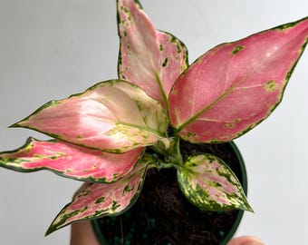 Aglaonema pink Zircon 4" pot