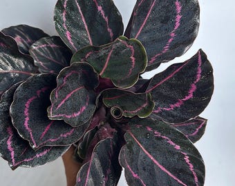 Calathea Dottie 6" Pot