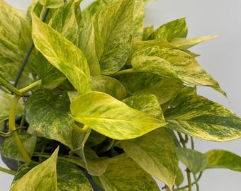 Pothos Neon Queen – 8” Hanging Basket | Rare Variegated Pothos | Collector Indoor Plant | Easy Care Houseplant