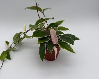 Hoya Krinkle 8 Albomarginata – Variegated Wax Plant – 4” Pot - Etsy
