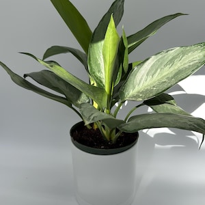 indoor decorative pots for plants Flower Pot Indoor Decor | Eco-Friendly | Unique Indoor Plant Pot |  Minimalist Planter | Biophilic Design | Recyclable Material | Textured Plant  Pot | Organic | Free U.S. Shipping main image 1