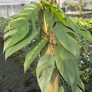 May include: A climbing plant with large, green leaves featuring distinctive fenestrations, or holes, growing up a wooden post. The leaves have a slightly bluish hue and a smooth texture. The plant is in a greenhouse setting.