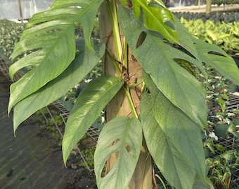 Xl Cebu Blue Pothos Totem Pole 6" pot Plant - Easy to Care For