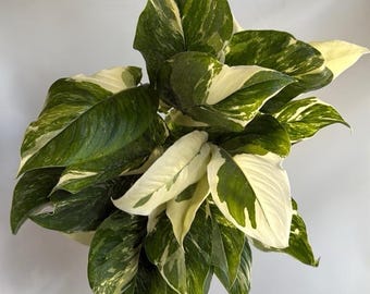 Variegated Monstera Lechleriana 6" pot Rare Plant Collector's Item
