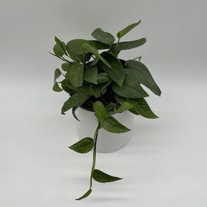 May include: A potted houseplant with dark green leaves and a trailing vine. The plant is in a white, oval-shaped pot. The leaves have a textured appearance, and the plant is set against a white background.