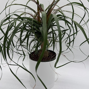 Ponytail Palm 6" pot – pet safe plant  Tropical Indoor Houseplant, Air Purifying