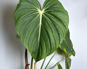 Philodendron McDowell 6" pot Rare Plant House Plant Indoor Plant