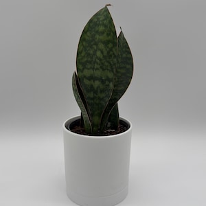 May include: A potted snake plant with dark green leaves featuring lighter green patterns and reddish edges. The plant is in a white cylindrical pot, set against a plain white background. A houseplant.