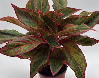 house plants dragon tree Dracaena, Marginata 10