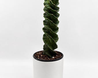 Spiral Cactus 4” Pot – Rare  Cactus | Low Maintenance | Unique Collector’s Plant | Easy Care Indoor Decor