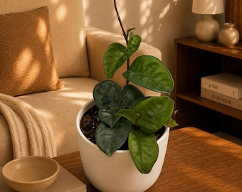 Hoya Chelsea Carnosa amore 4" Pot House Plant Pet Friendly Decorative Indoor Plant Easy Care Greenery Addition