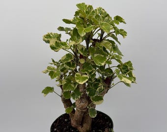 Variegated Aralia Balfouriana Pre-Bonsai Tropical House Plant (6" Pot)