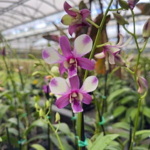 May include: Close-up of a cluster of orchid flowers. The petals are a vibrant mix of white and purple, with a darker purple hue at the edges. The flowers are in full bloom, showcasing their intricate details. Green stems and leaves provide a natural backdrop.