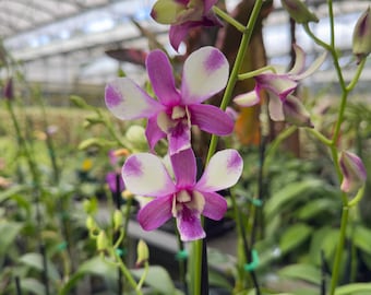 Surprise Blooming Orchid for Flower Lovers – Live Indoor Plant, Ready to Thrive