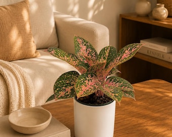 Aglaonema Chanel pink  6" Pot low light plant