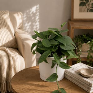 May include: A lush green pothos plant with heart-shaped leaves potted in a smooth, matte white cylindrical ceramic planter. The plant features long, trailing vines that drape over the side of the container, showcasing deep green foliage.