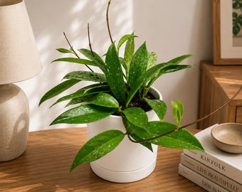 Hoya Publicalyx: Pet-Safe Tropical House Plant in 6" Pot