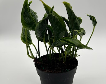 Pothos Shangri La 4" pot
